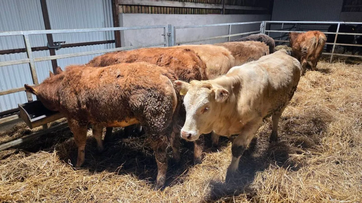 Charolais & Limousin Heifers - Image 3