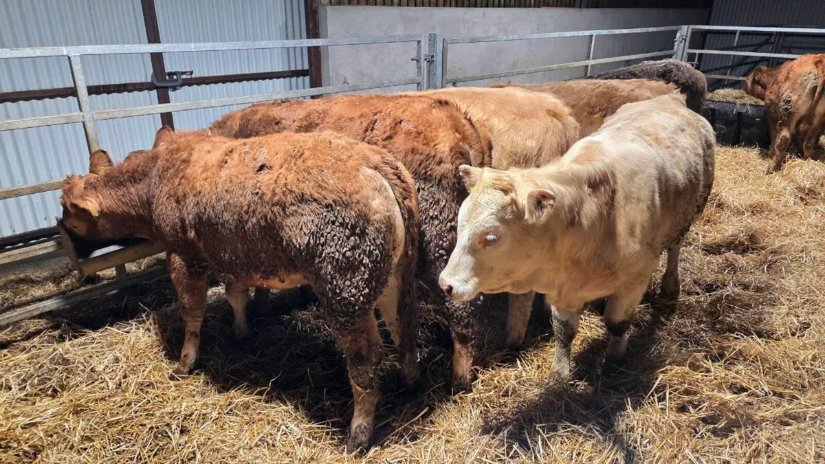Charolais & Limousin Heifers - Image 4