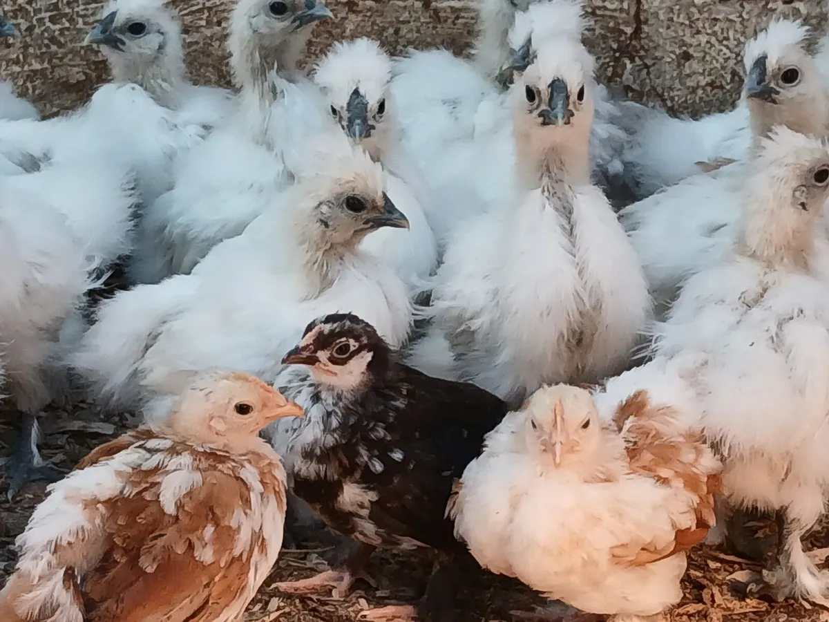 Silkie and bantam chicks for sale - Image 3
