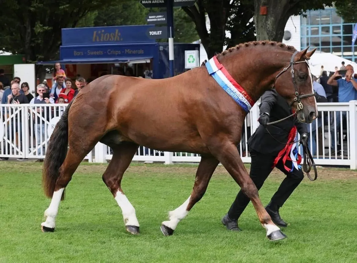 🔱At Stud Moylough Supremacy🔱 - Image 1