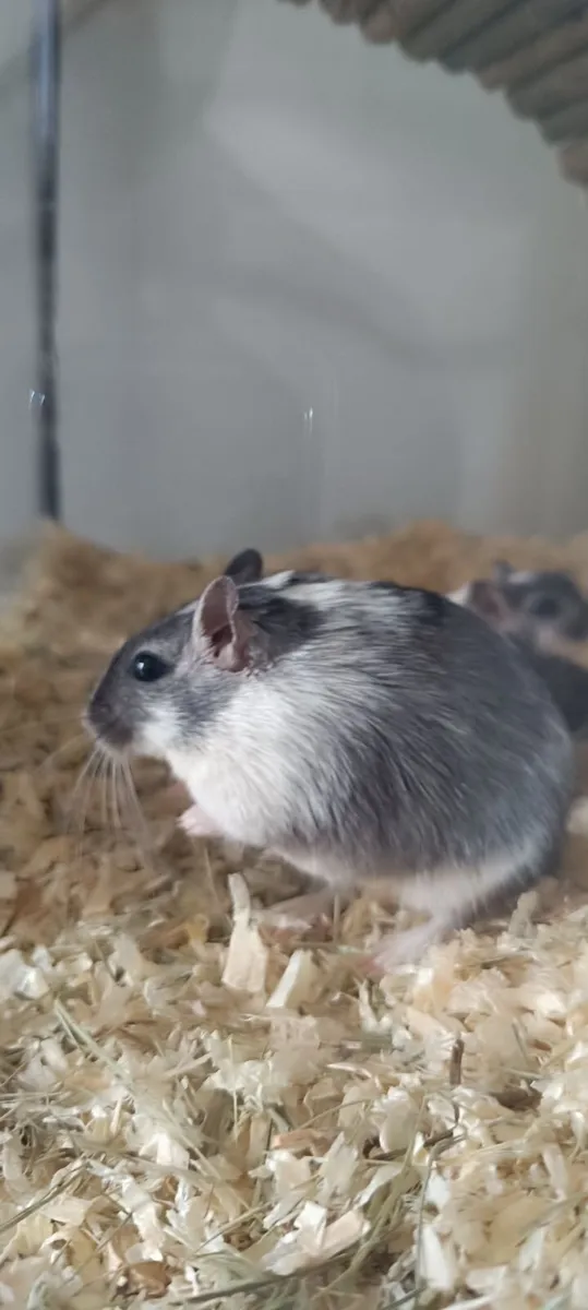 Gerbils - Image 3