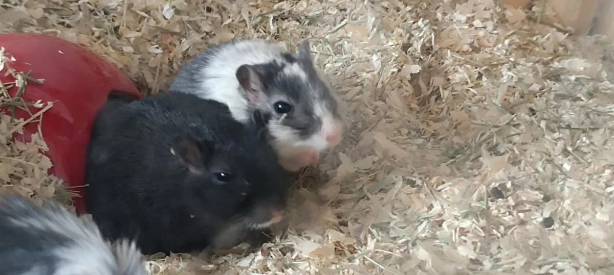 Gerbils - Image 2