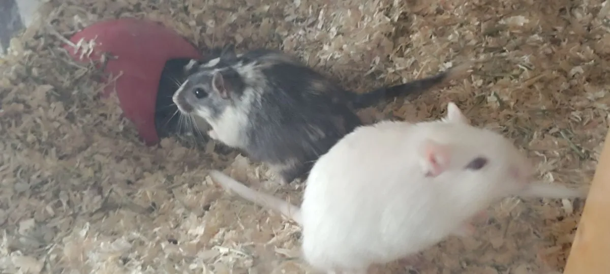 Gerbils - Image 4