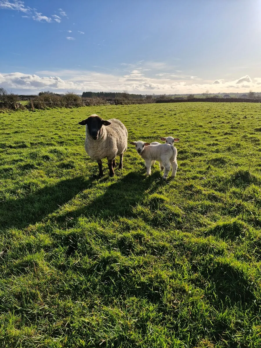 Ewes with lambs at foot - Image 4