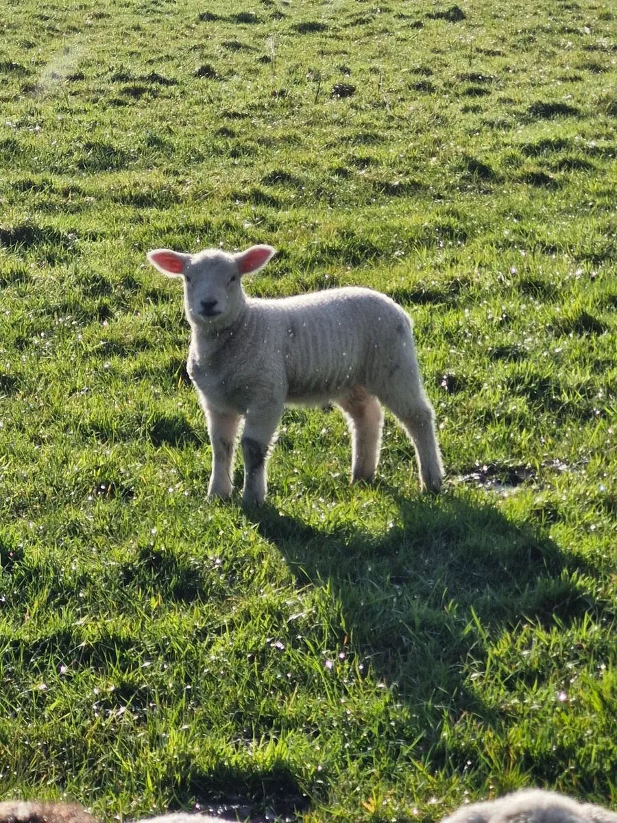 Ewes with lambs at foot - Image 1
