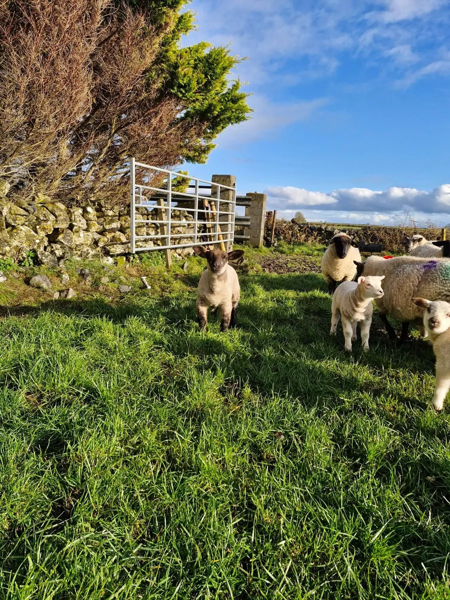 Ewes with lambs at foot - Image 2