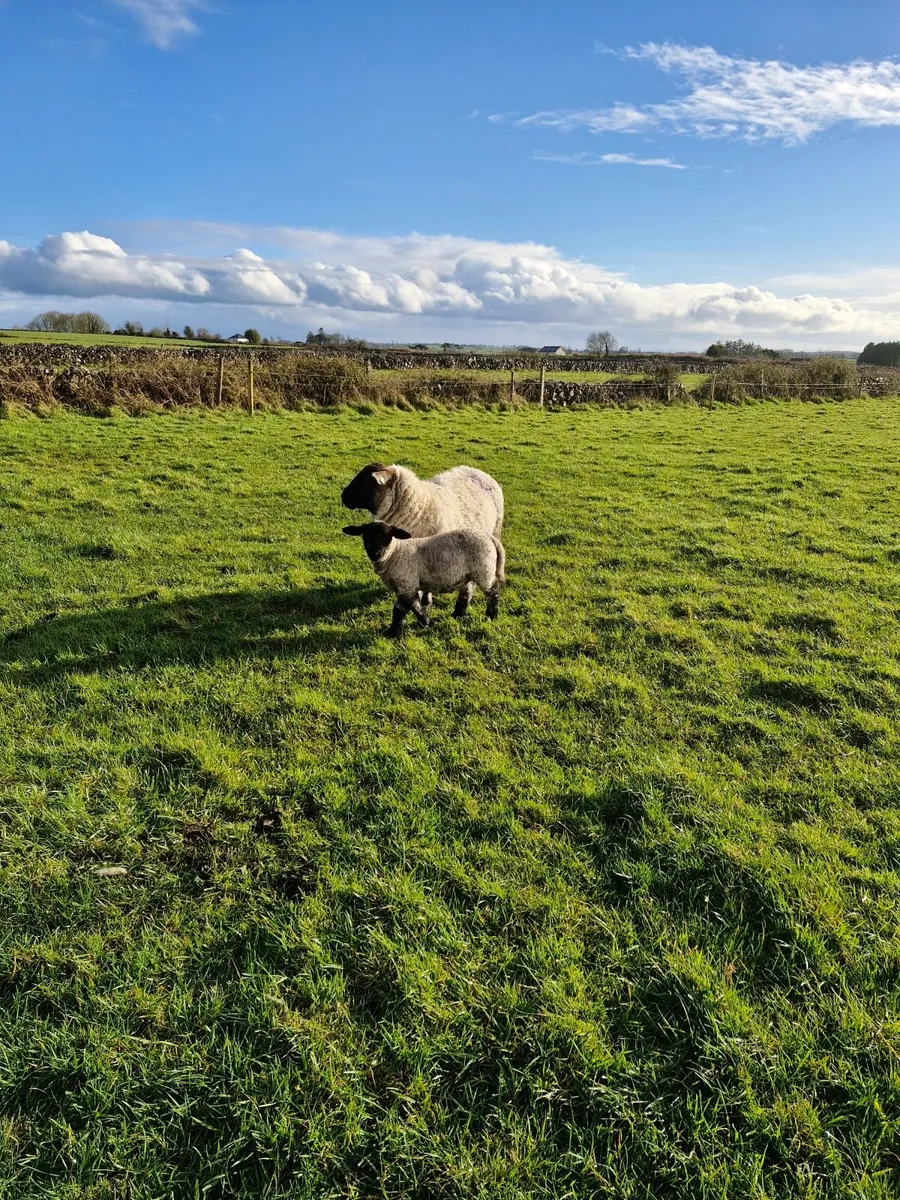 Ewes with lambs at foot - Image 3