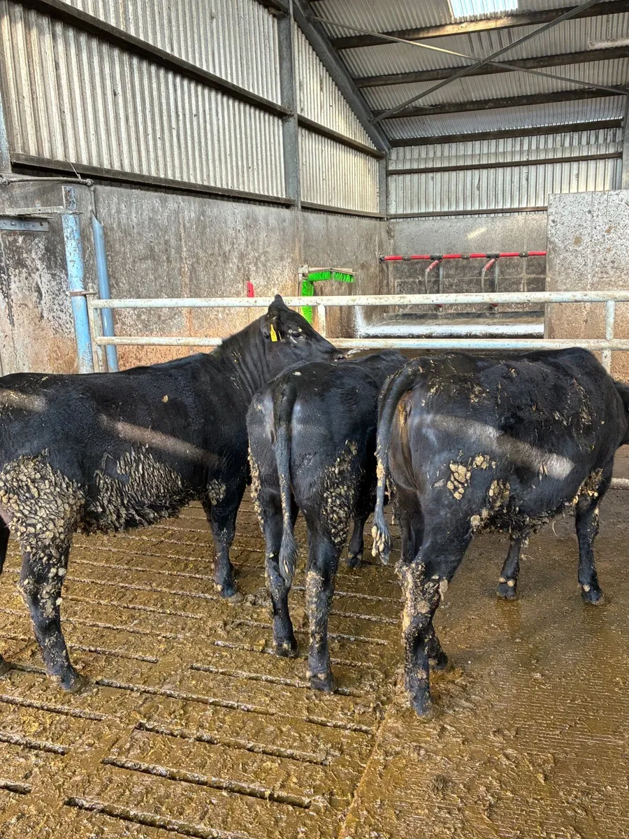 AA heifers - Image 2