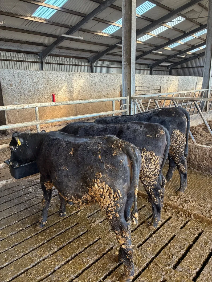 AA heifers - Image 4