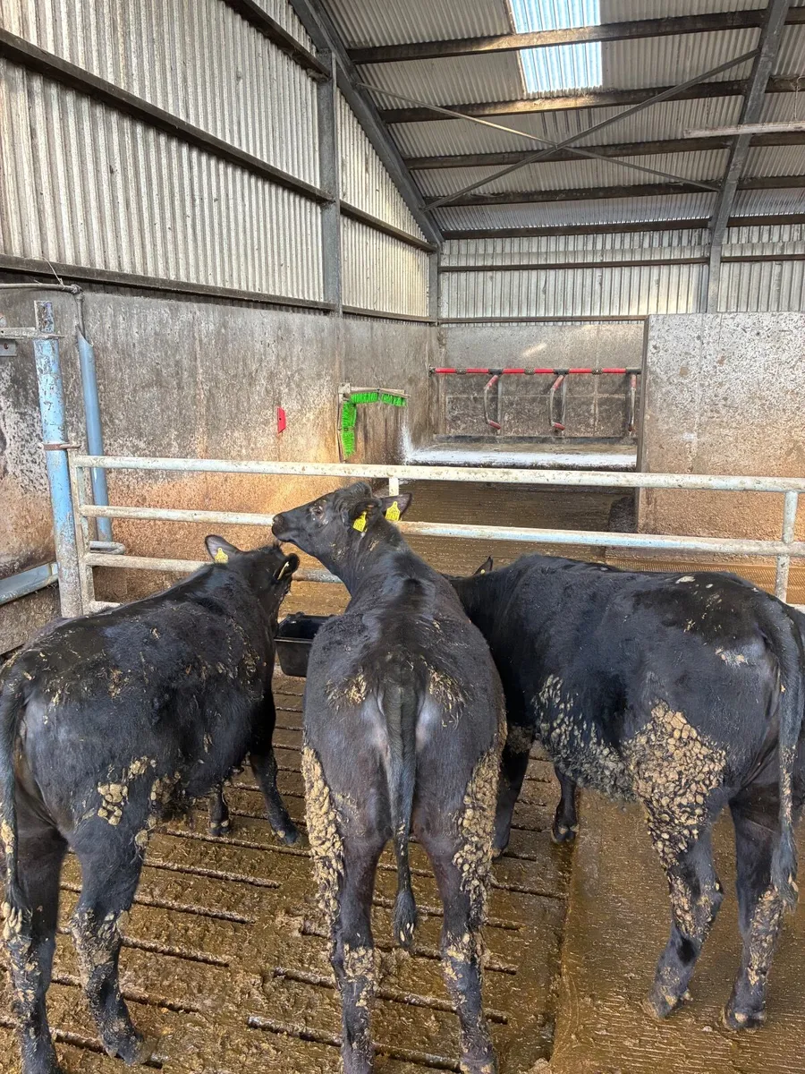 AA heifers - Image 3