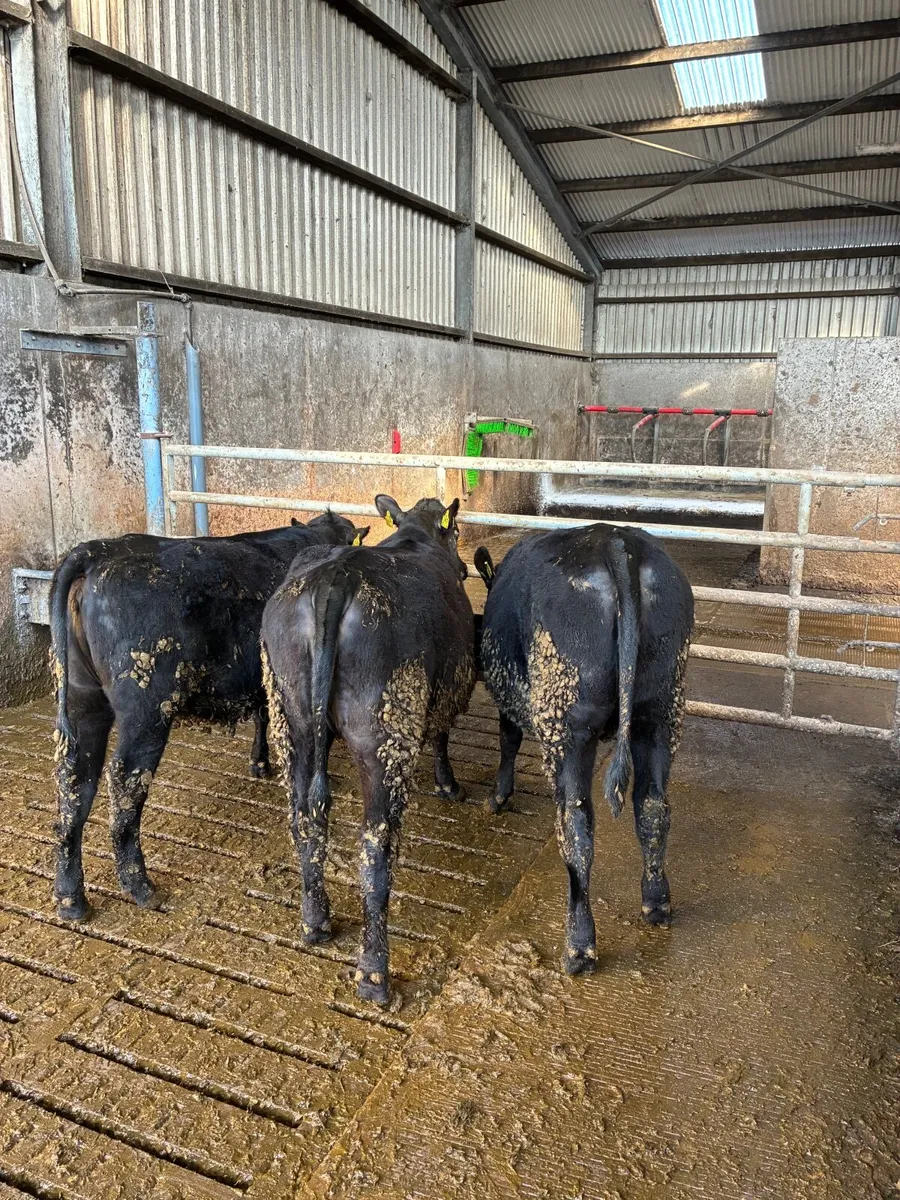 AA heifers - Image 1