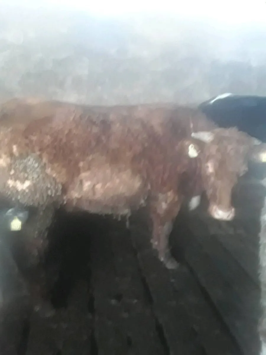 1st time calvers - Image 1