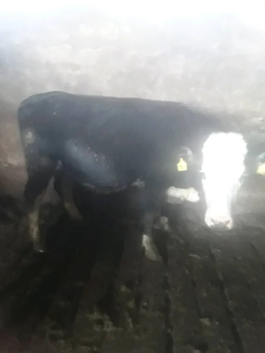 1st time calvers - Image 2