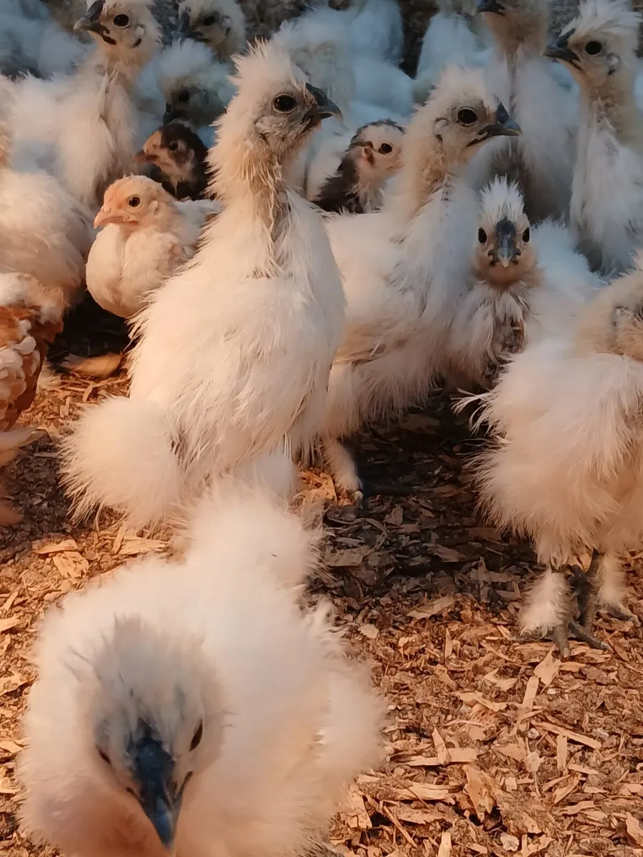 Silkie and bantam chicks for sale - Image 4