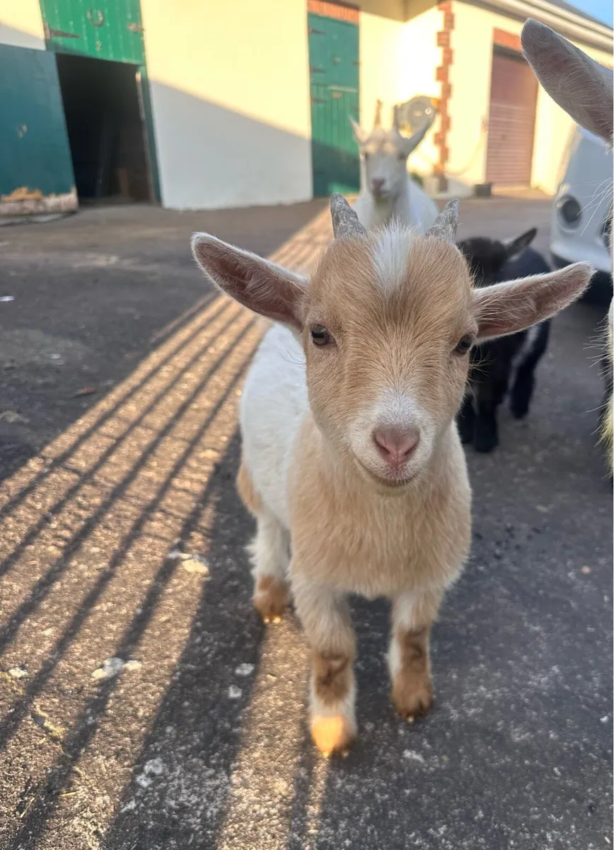3 Month Old Pygmy Goats - Image 1
