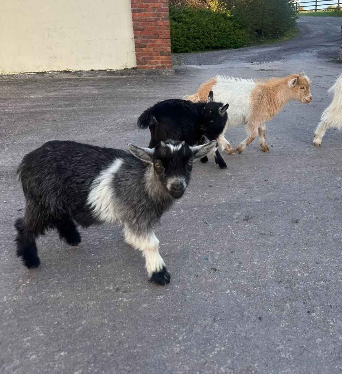 3 Month Old Pygmy Goats - Image 4
