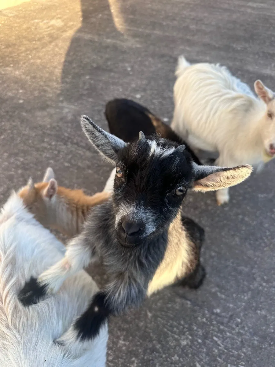 3 Month Old Pygmy Goats - Image 2