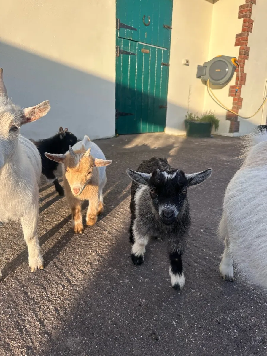 3 Month Old Pygmy Goats - Image 3