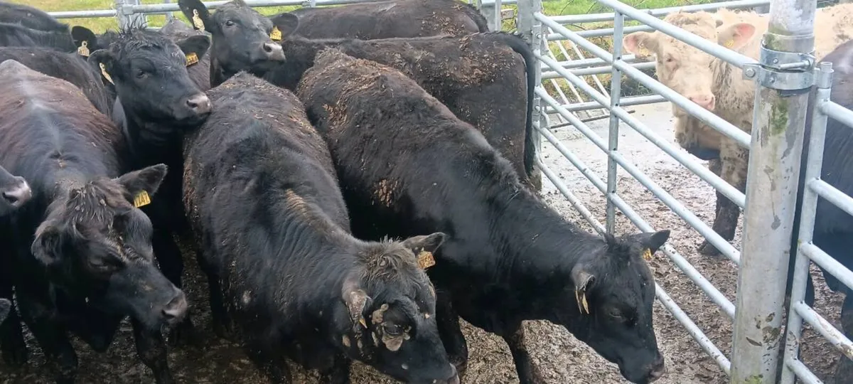 19 Angus Hefiers - Image 1