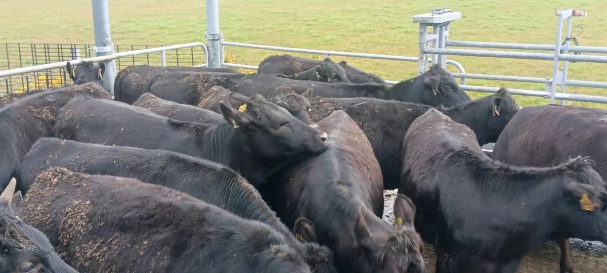 19 Angus Hefiers - Image 2