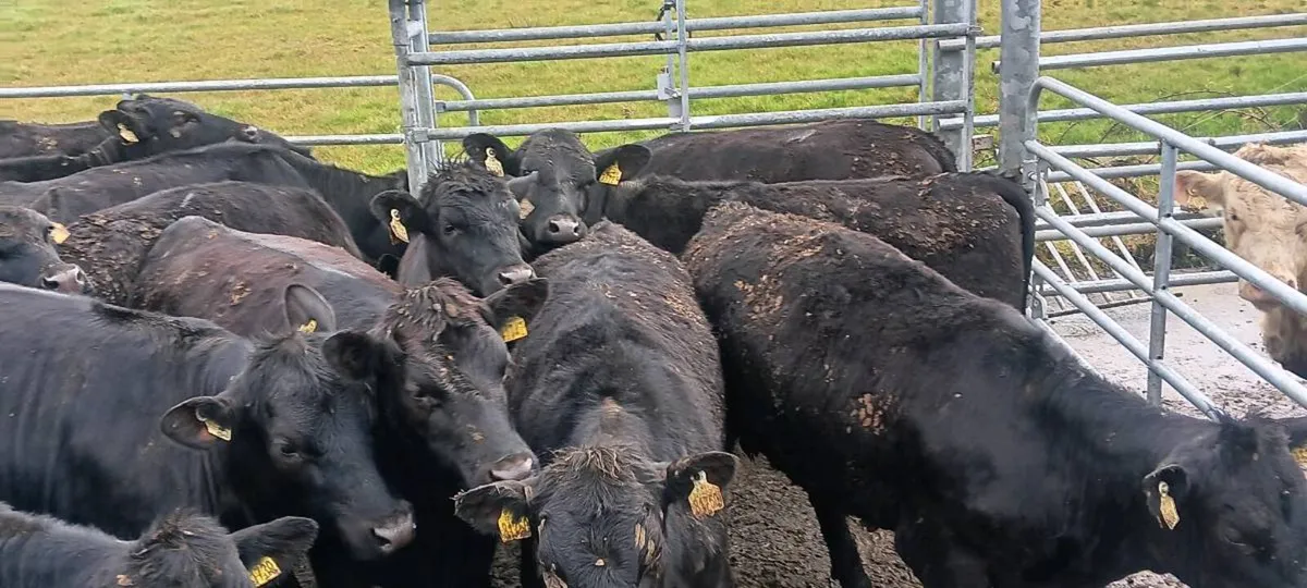 19 Angus Hefiers - Image 3