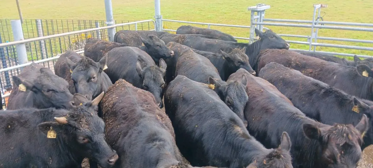 19 Angus Hefiers - Image 4