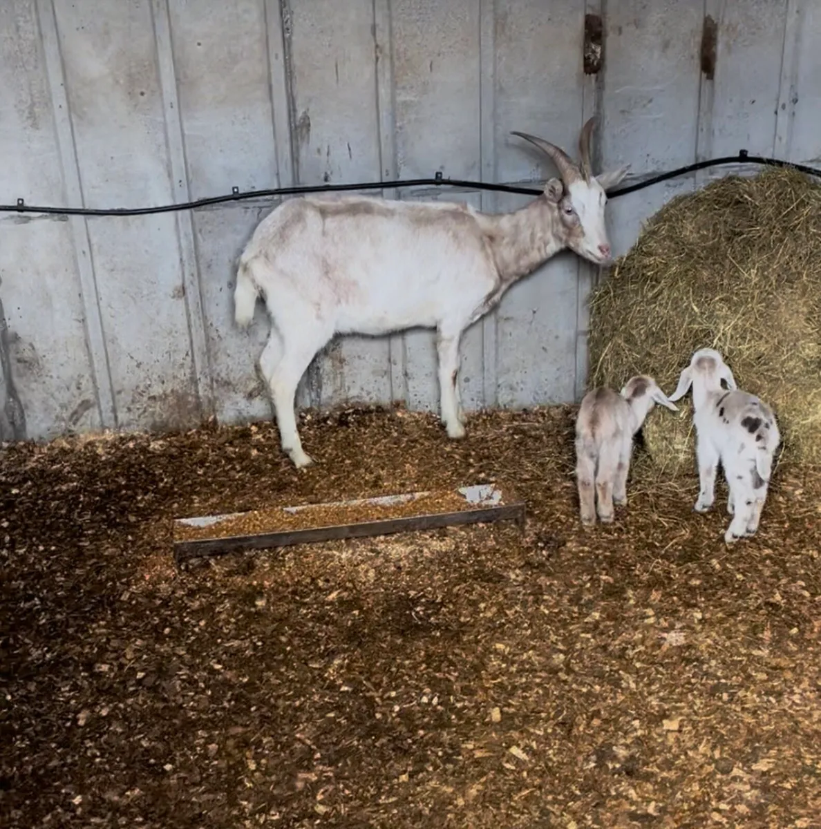 Goats - Image 3