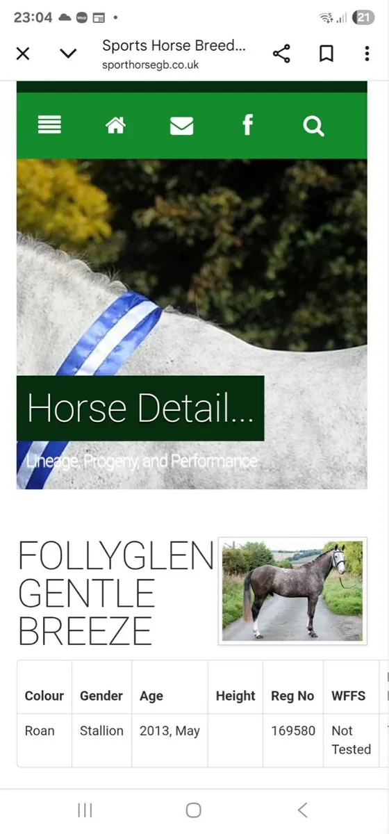 Irish draught stallion for stud - Image 1