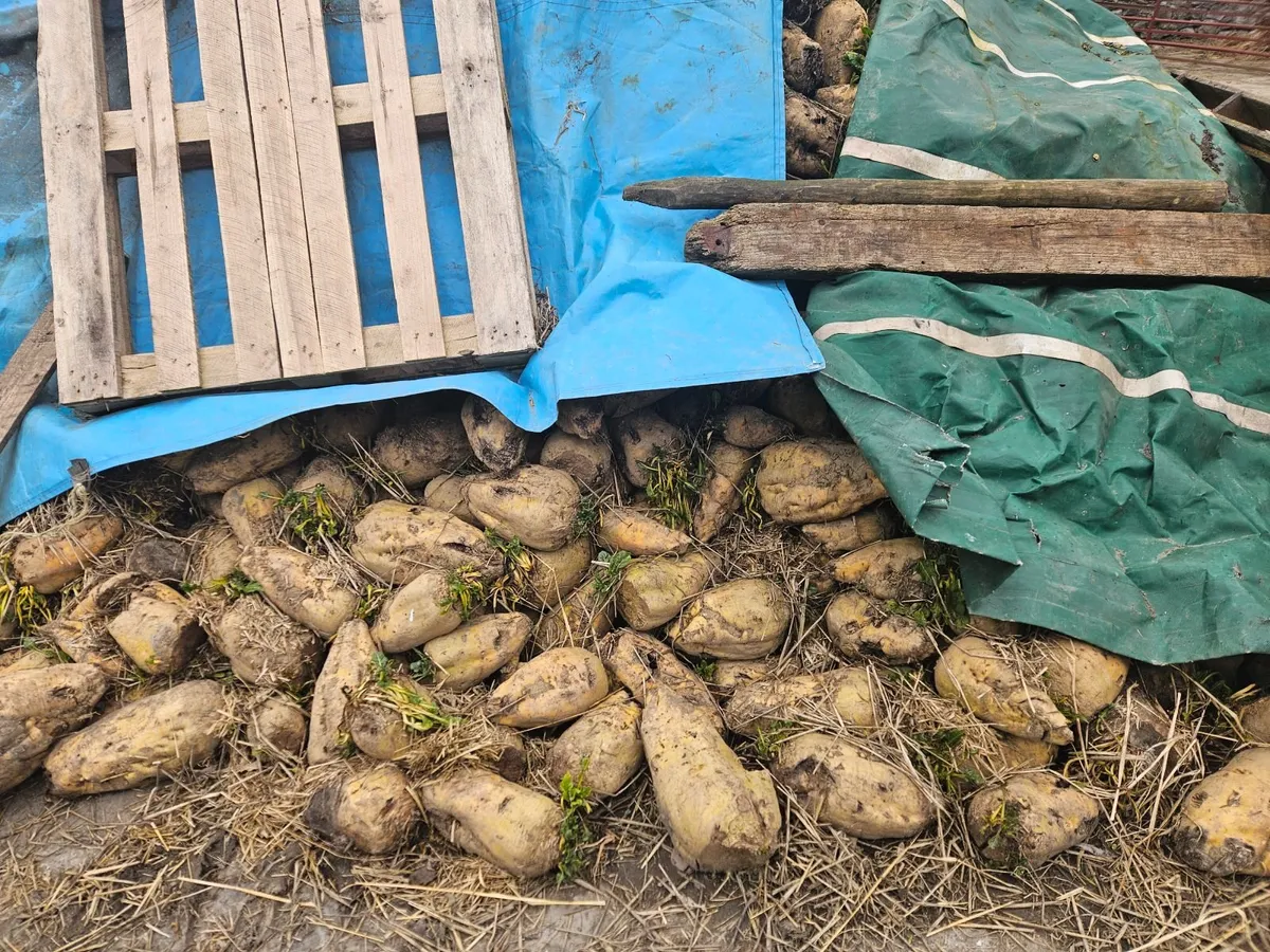 Fodder Beat - Image 1