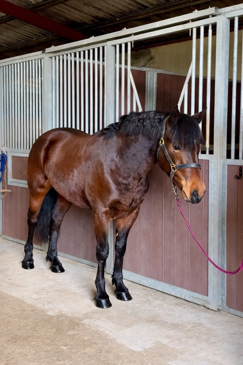 Beautiful Gwennic De Goarvia filly - Image 1