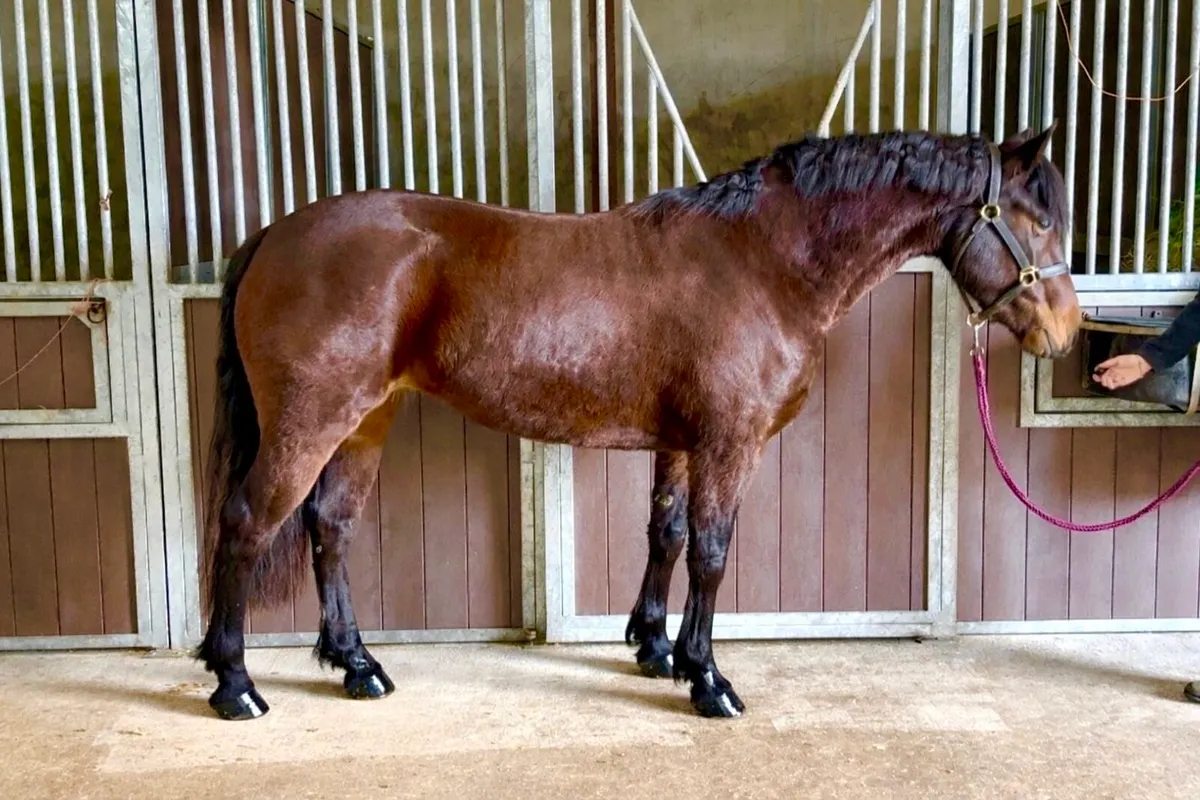 Beautiful Gwennic De Goarvia filly - Image 2