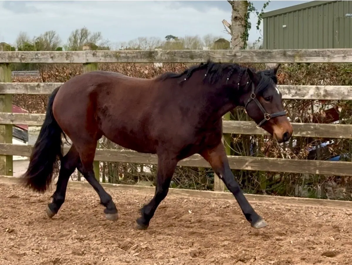 Beautiful Gwennic De Goarvia filly - Image 3