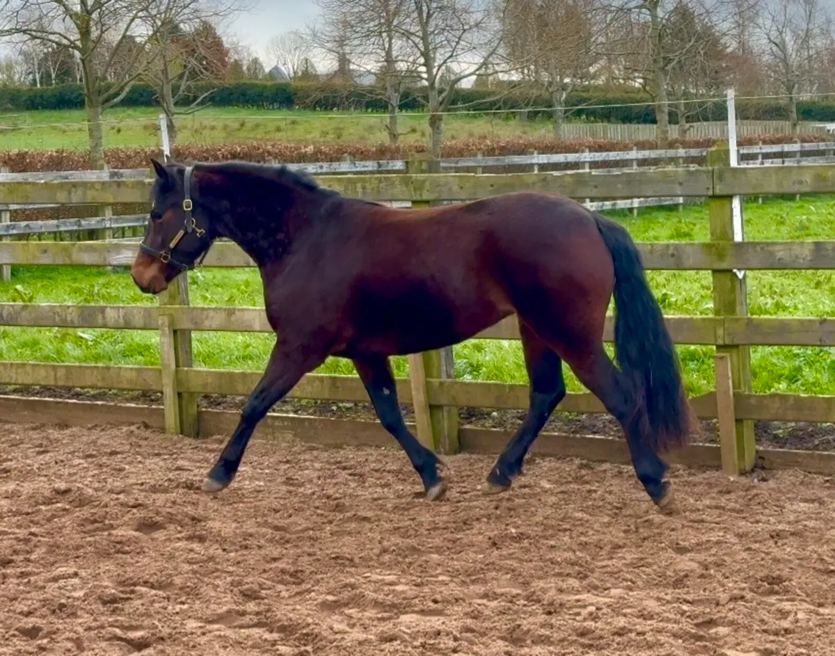 Beautiful Gwennic De Goarvia filly - Image 4