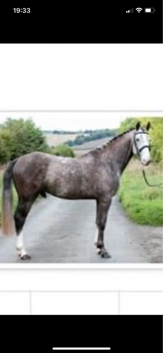 Irish draught stallion for stud - Image 2
