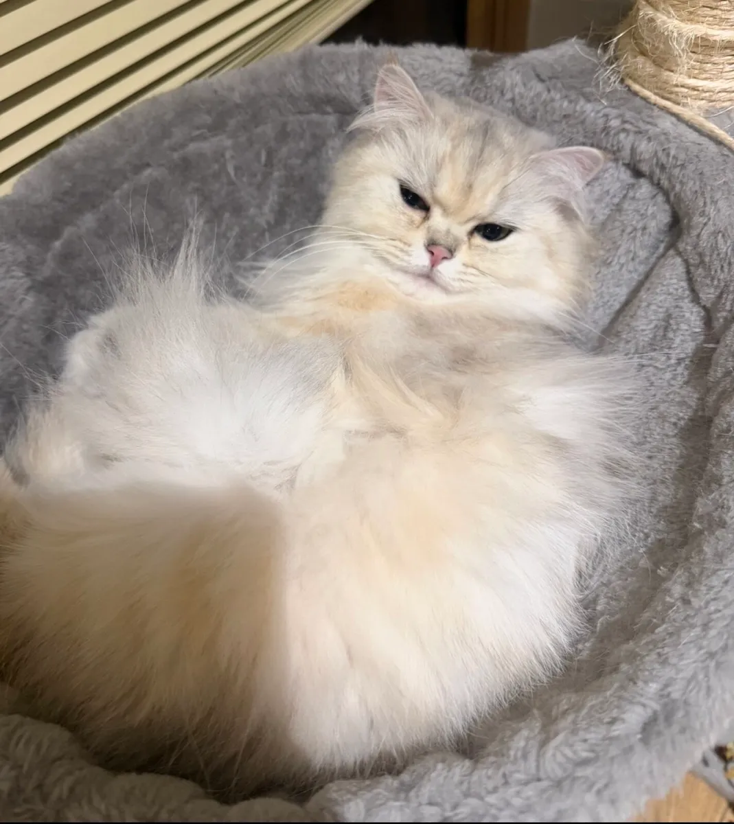 British Longhair Female Silver - Image 3