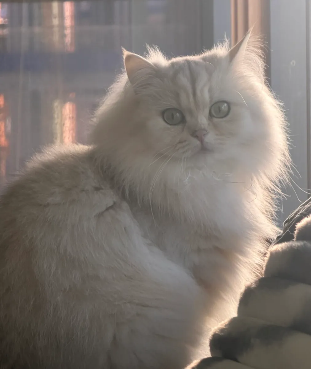 British Longhair Female Silver - Image 1