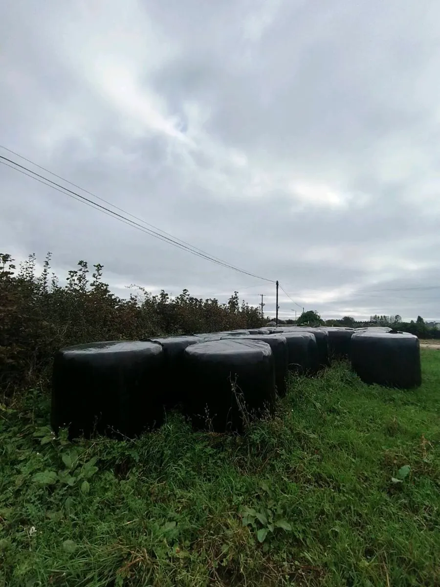Silage for sale - Image 2