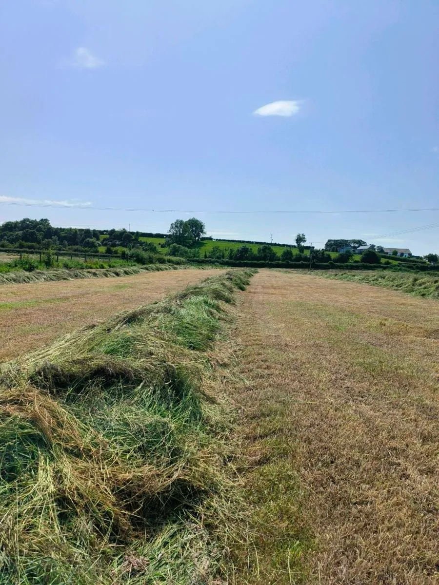Silage for sale - Image 3