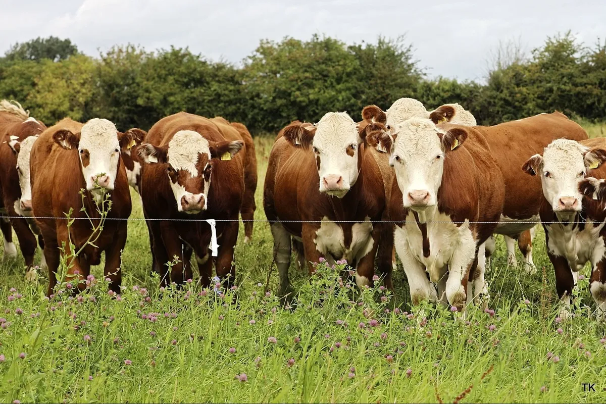 Certified Hereford Beef Scheme - Image 2