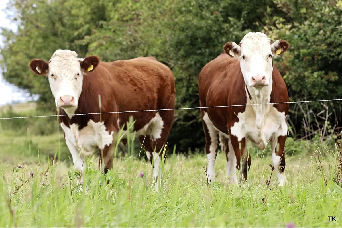 Certified Hereford Beef Scheme - Image 3