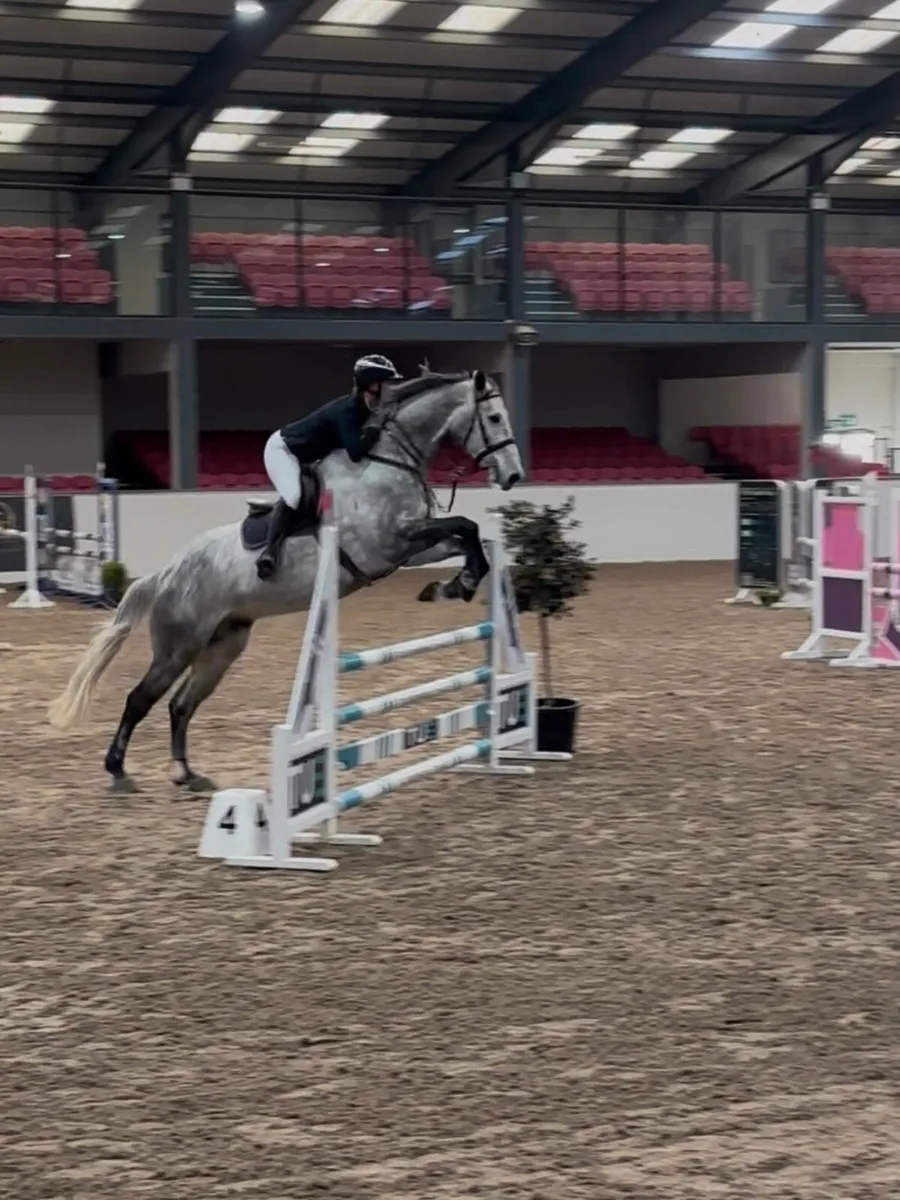 Stunning all rounder for sale - Image 3