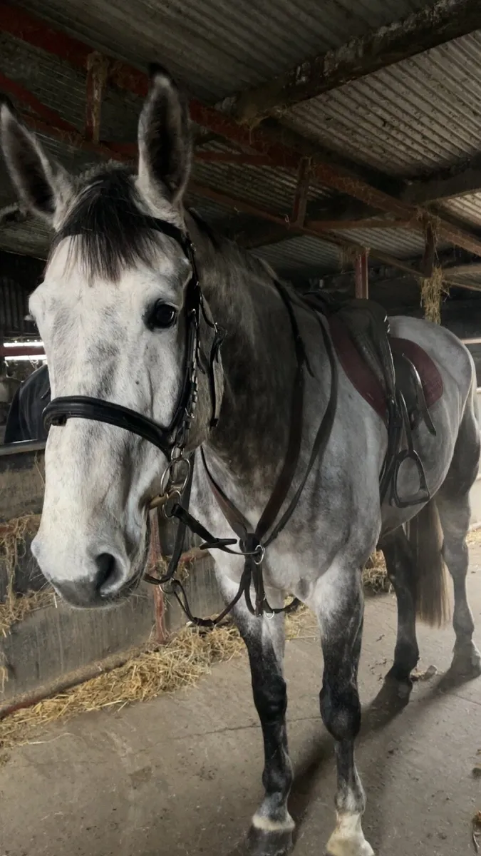 Stunning all rounder for sale - Image 4