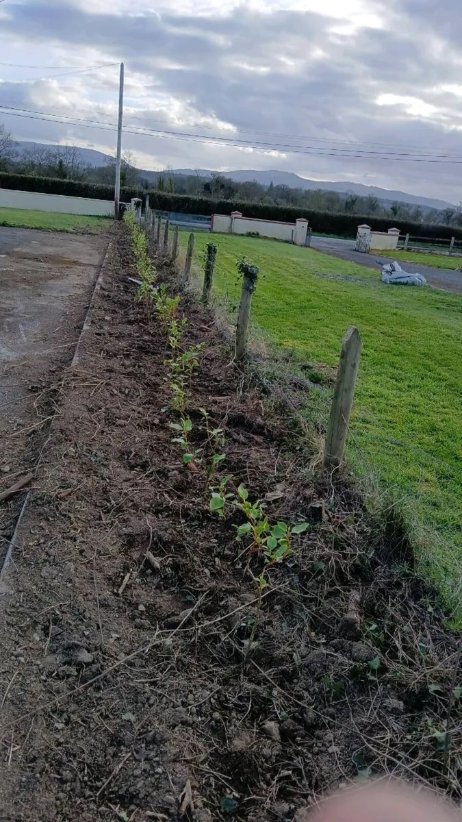 gresilina hedge - Image 2