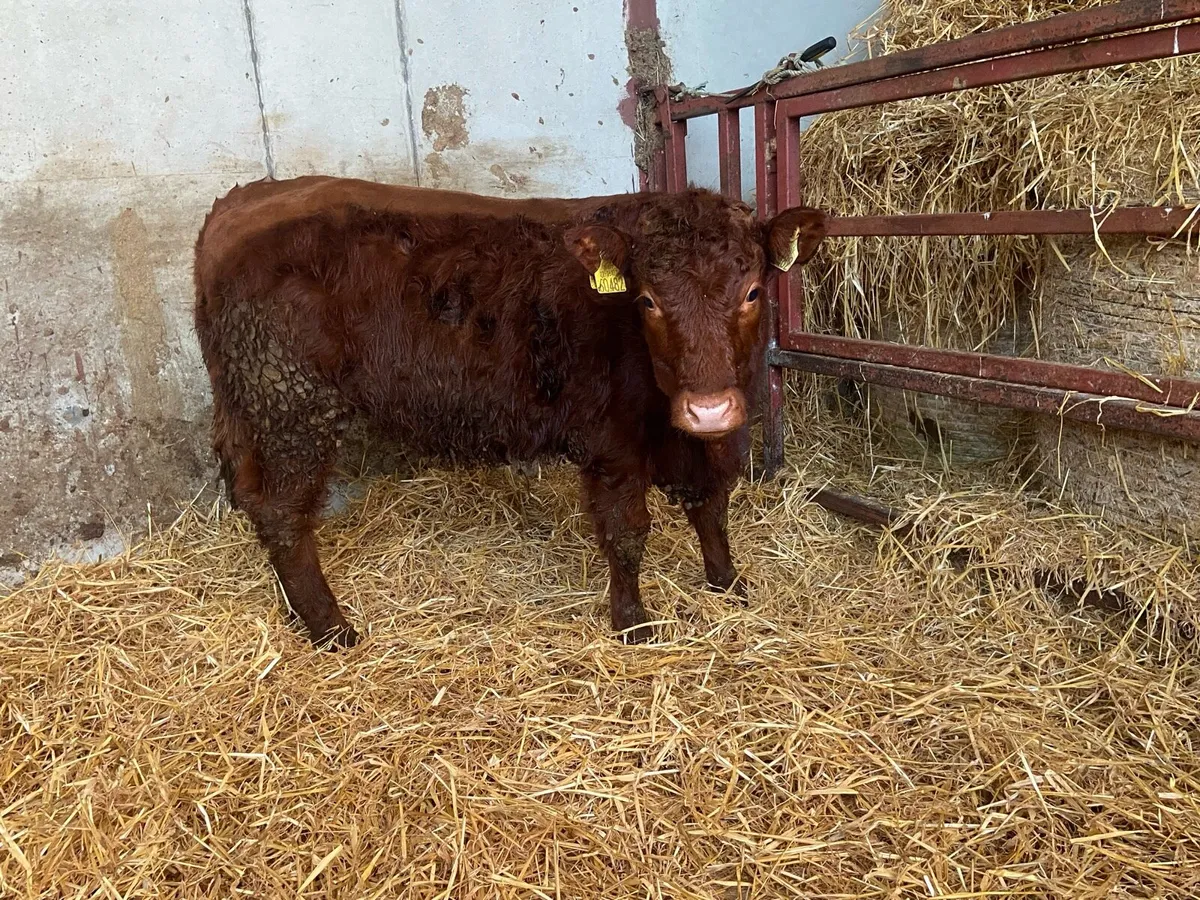 Weanling Heifer Limousin / Saler Cross - Image 4