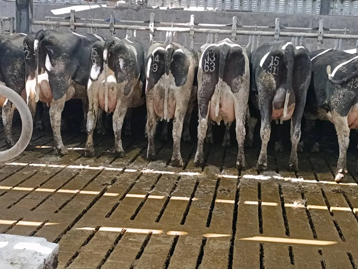 PBR British Friesian Bulls - Image 2