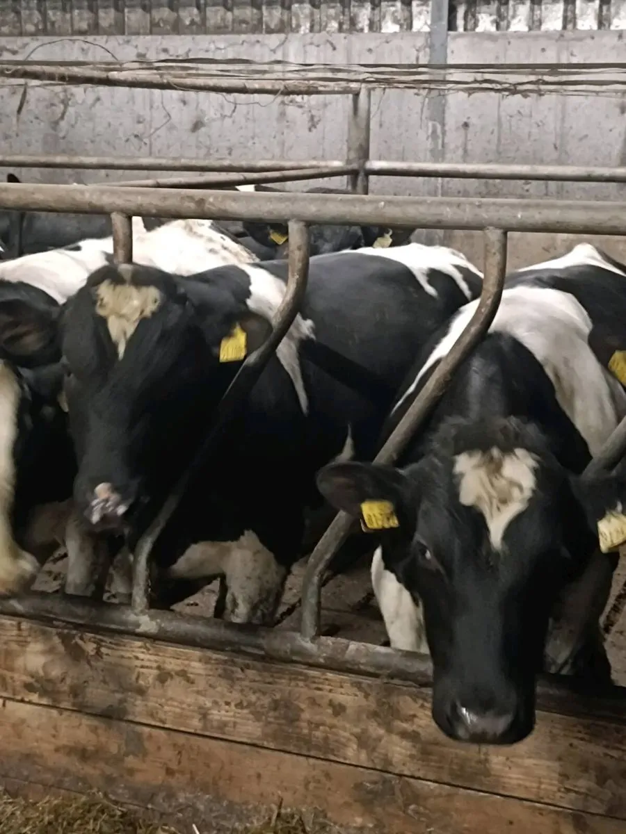 PBR British Friesian Bulls - Image 3