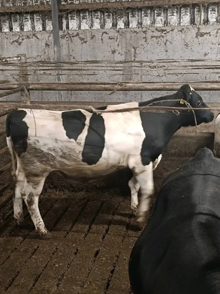 PBR British Friesian Bulls - Image 4