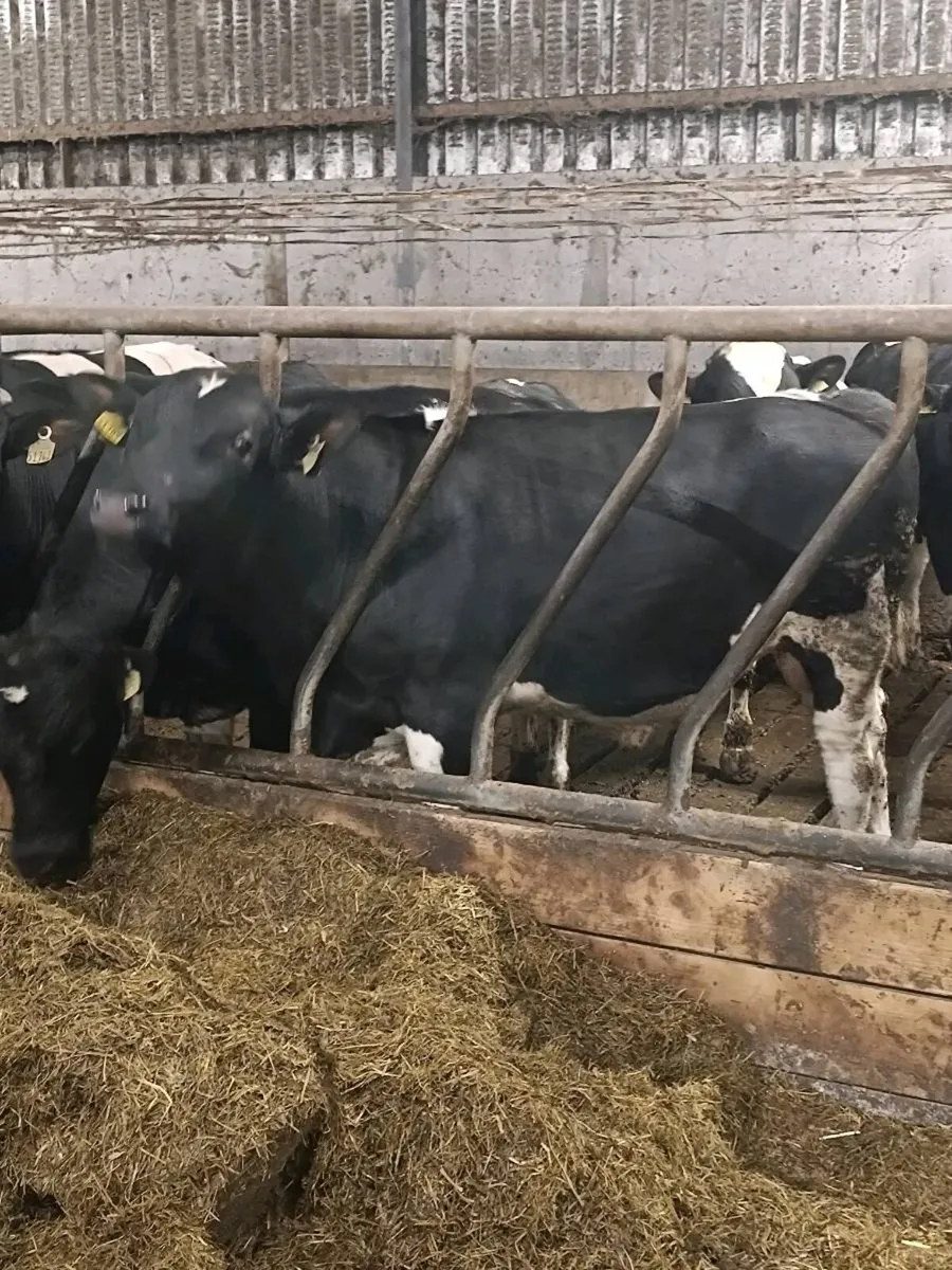 PBR British Friesian Bulls - Image 3