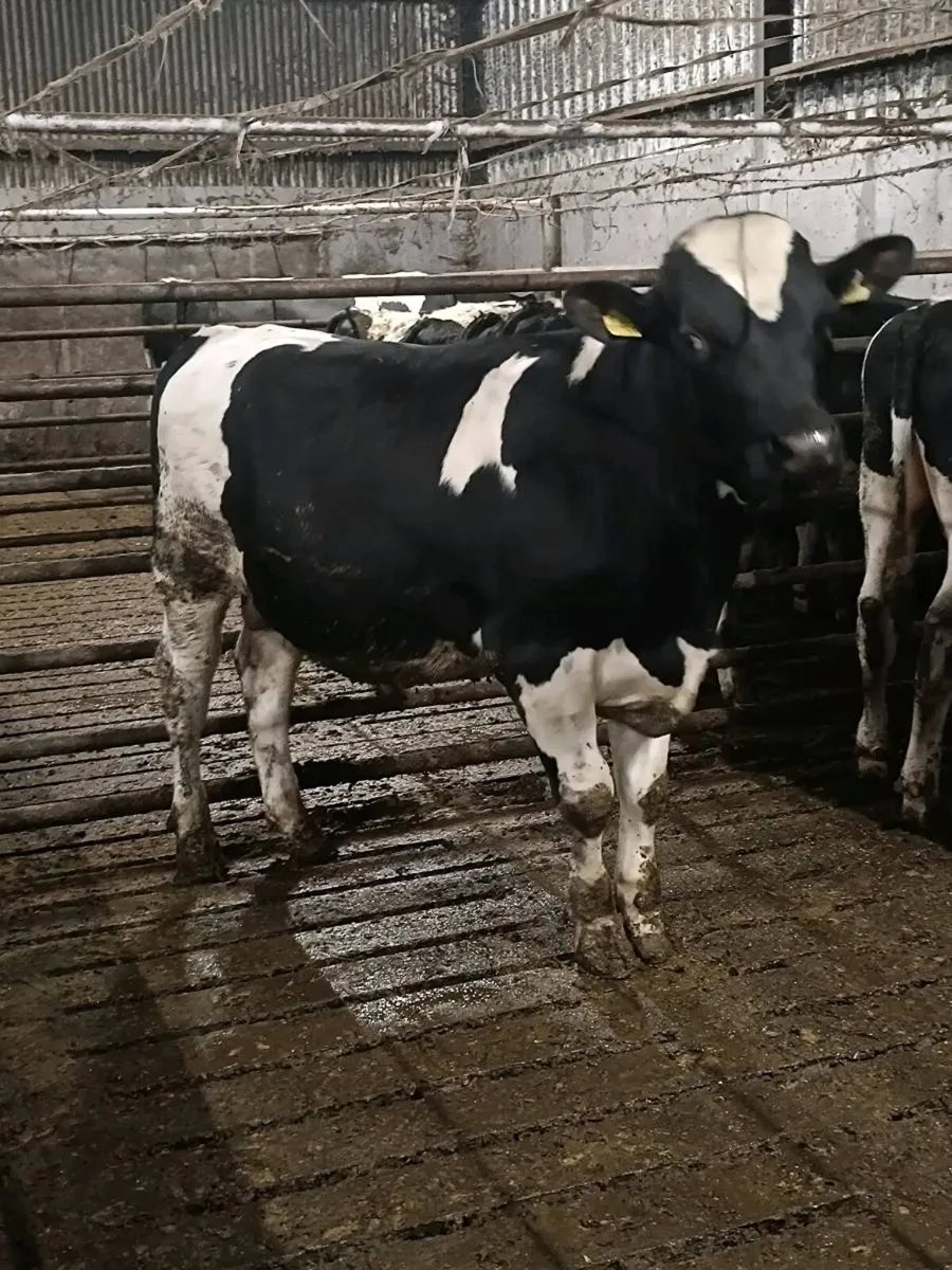 PBR British Friesian Bulls - Image 1