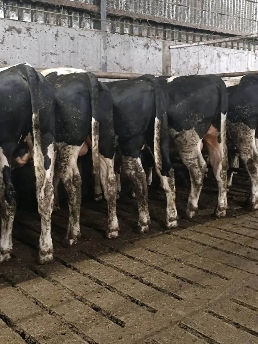 PBR British Friesian Bulls - Image 4